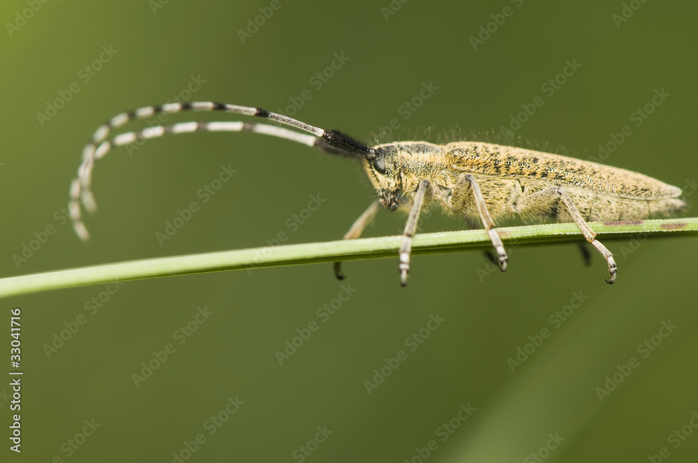 Agapanthia villosoviridescens
