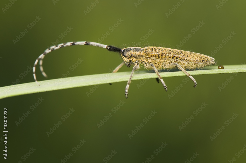 Naklejka premium Agapanthia villosoviridescens