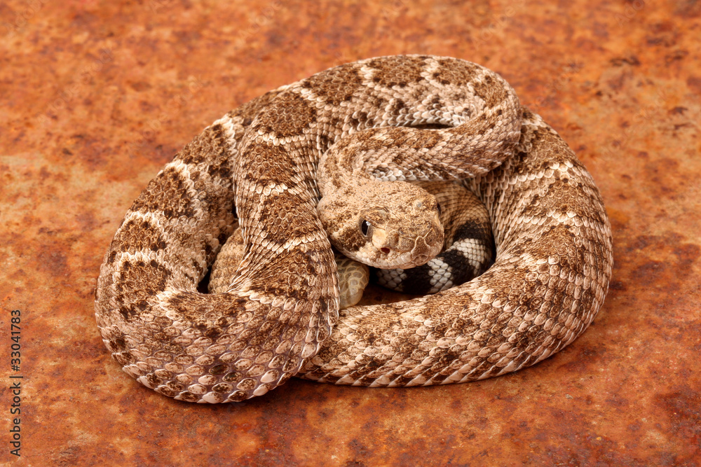 Portrait of a Rattlesnake. Portrait of a Rattlesnake.