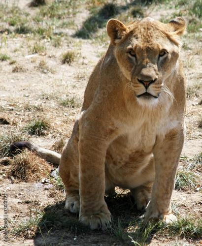 Female lion 3