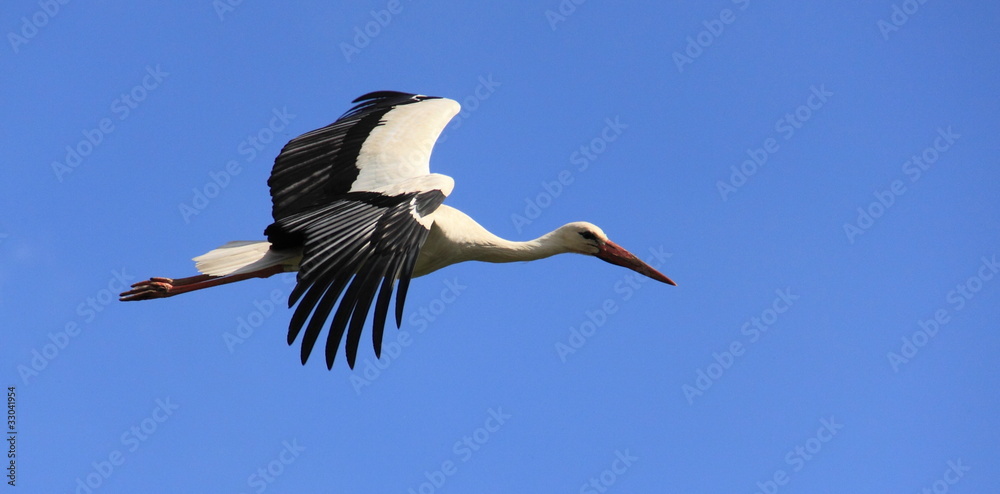 Obraz premium bocian