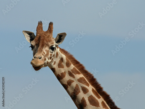 Giraffe 26