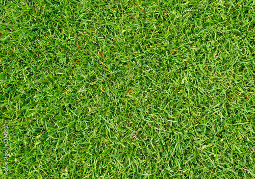 Rasen Nahaufnahme - Grass texture close-up