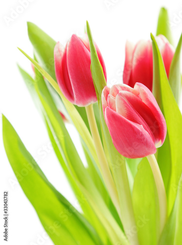 Fototapeta Naklejka Na Ścianę i Meble -  Tulips