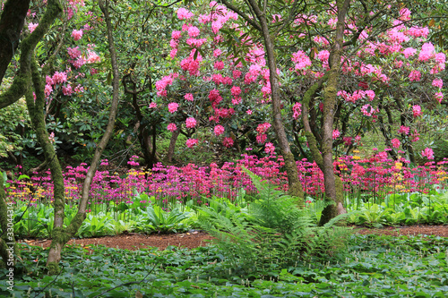 Stunning spring garden in full bloom with Rhododendron.