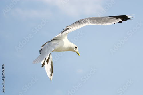 Flying seagull on blue sky background