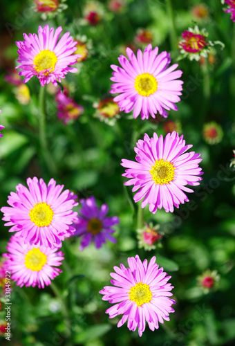 Pink Flowers