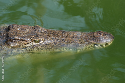 crocodile