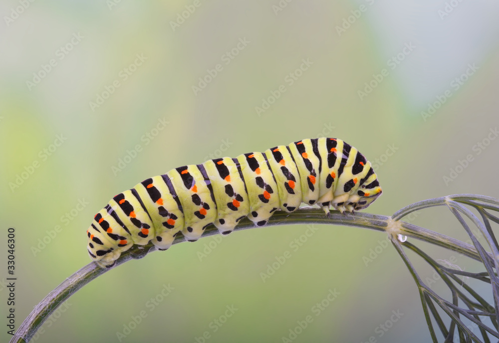 Old World Swallowtail (Papilio machaon) caterpillar on dill
