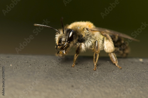 Bee - Apis mellifera