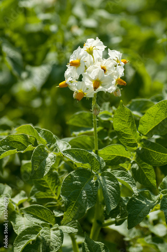Potato leaves and flowers