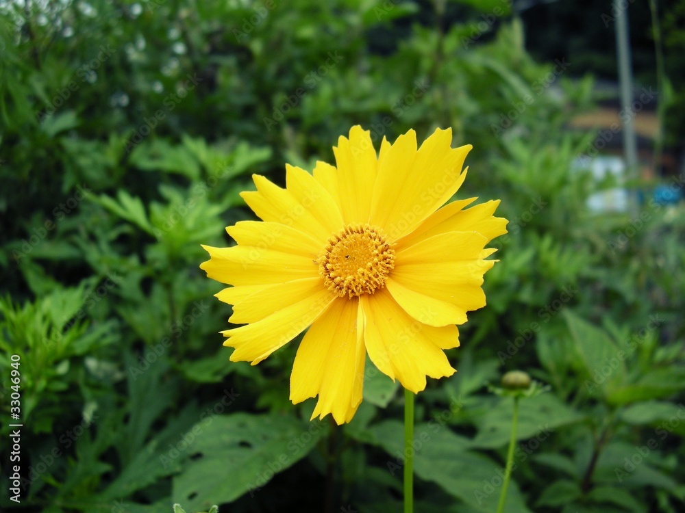 黄色の花 黄色の花