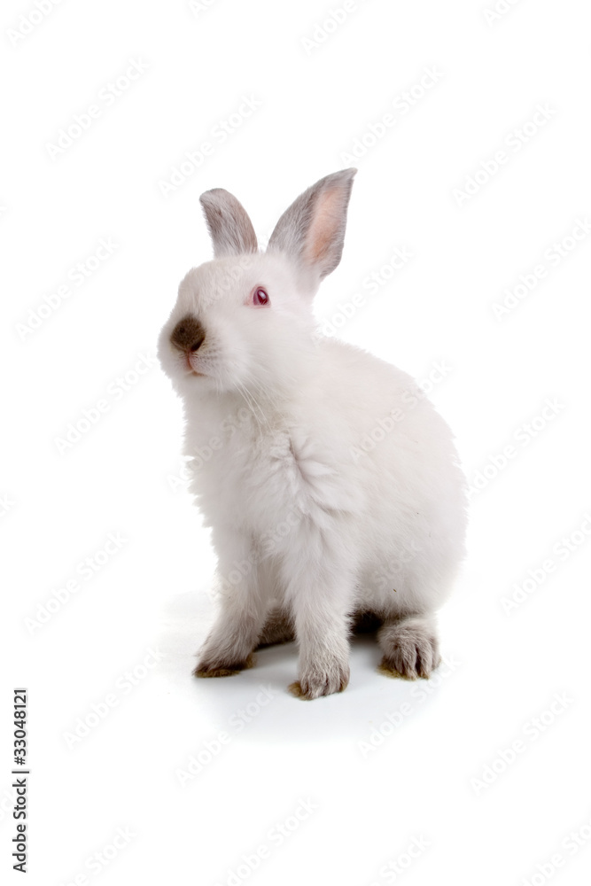 Rabbit Rabbit