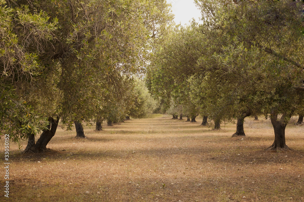 Naklejka premium Olive Grove