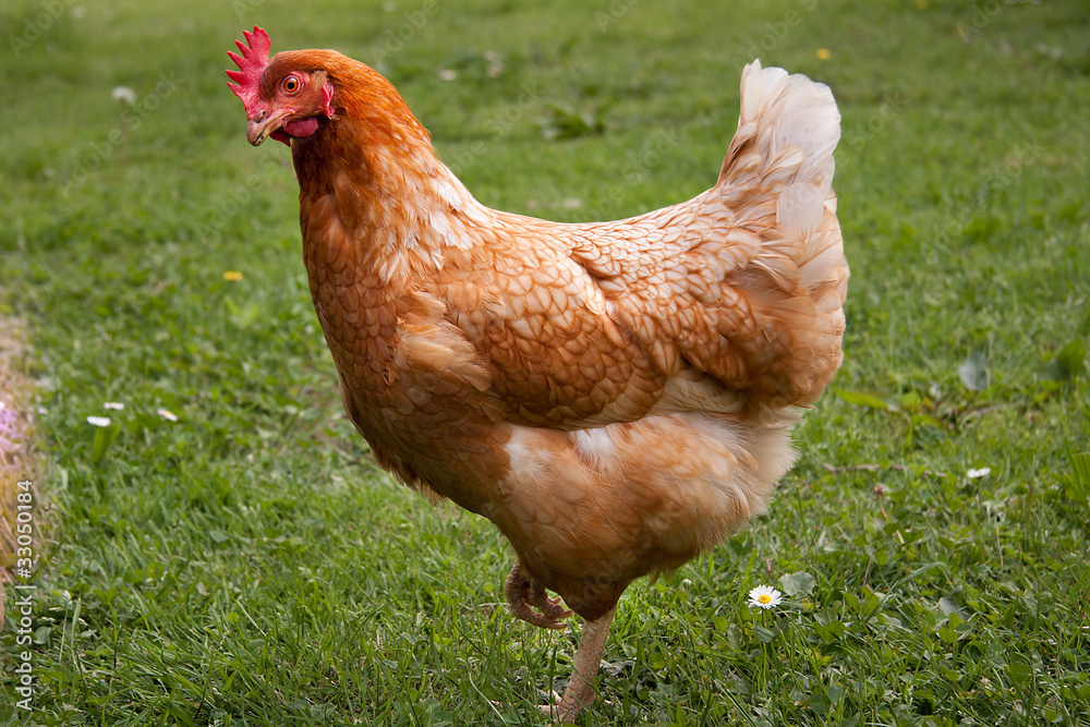 Gallina ruspante Stock Photo | Adobe Stock