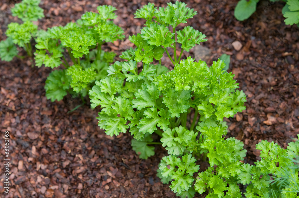 Petersilie im Garten StockFoto Adobe Stock