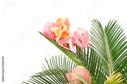 sago palm and Bougainvillea photo