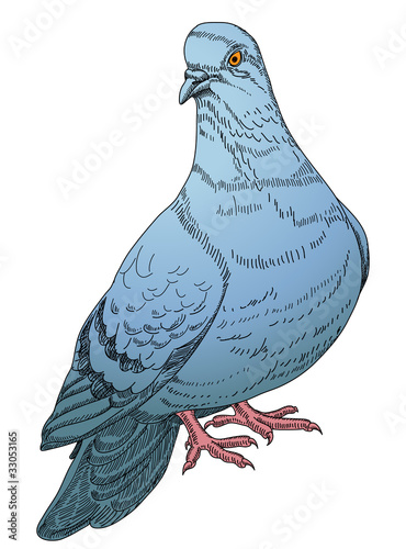 pigeon
