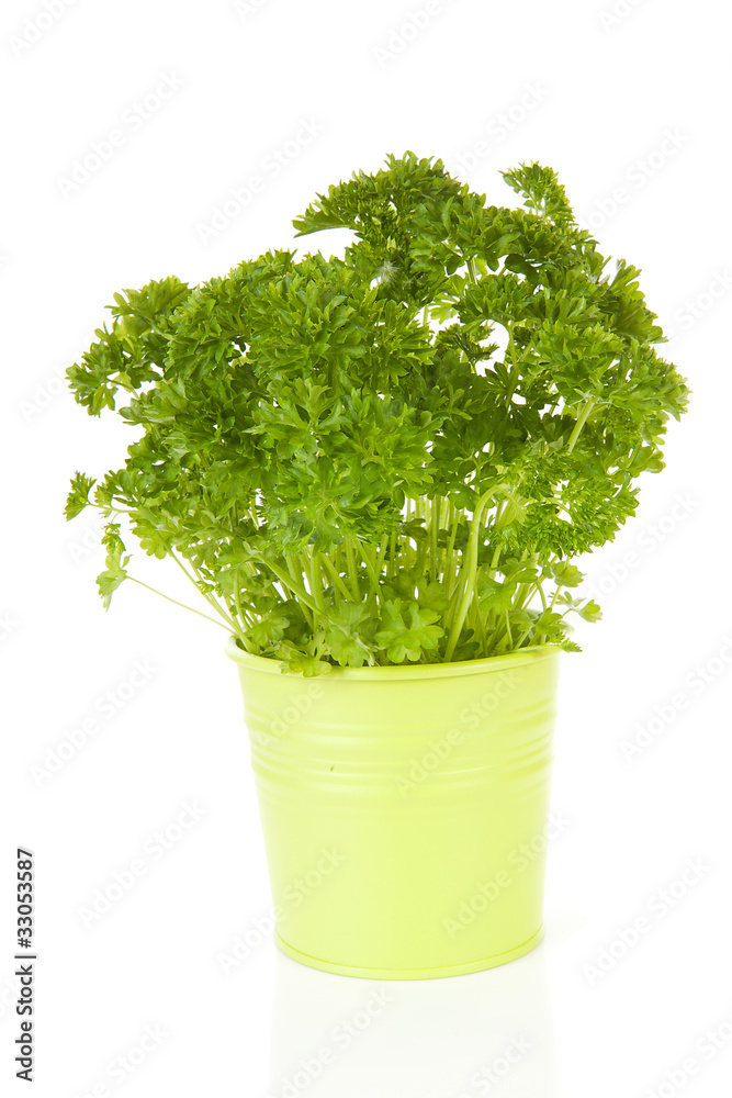 fresh parsley in bucket over white background fresh parsley in bucket over white background