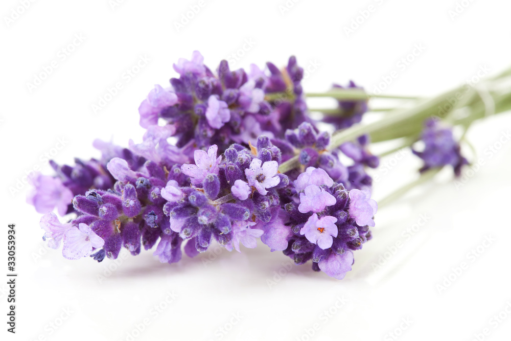 Fototapeta premium twigs lavender in closeup over white background