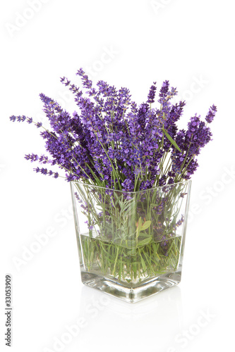 Bouquet of plukked lavender in vase over white background