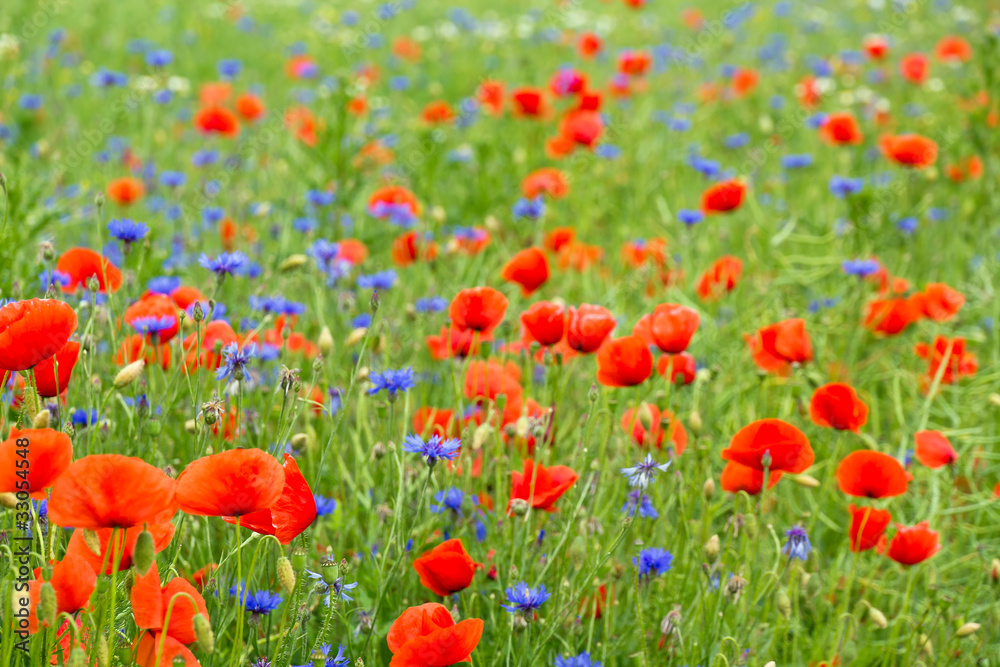 Fototapeta premium Sommeranfang Kornblumen