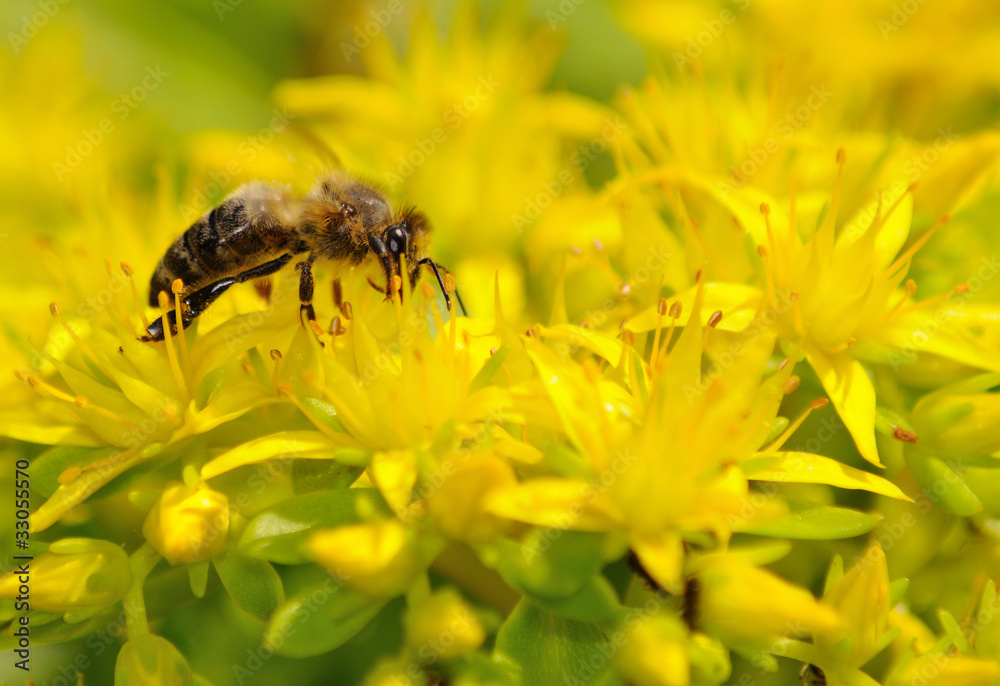 Bee on yellow flower Bee on yellow flower