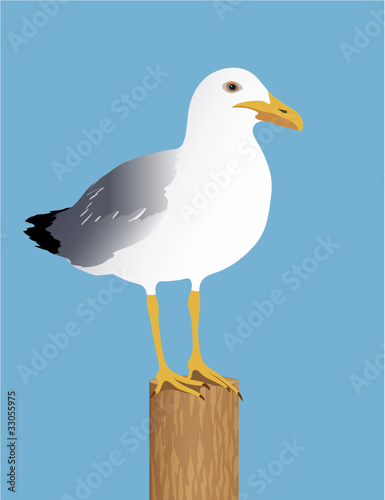 Möwe