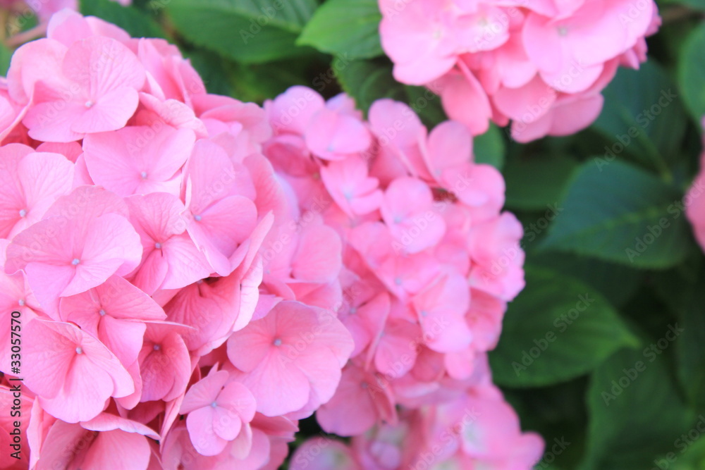 ピンクのあじさい