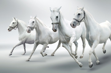 White horses