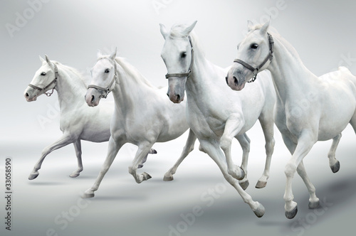 Quadro su tela White horses