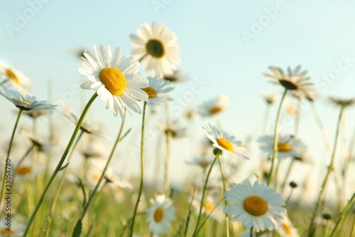 Fototapeta Naklejka Na Ścianę i Meble -  Daisies in the spring meadow against the blue sky