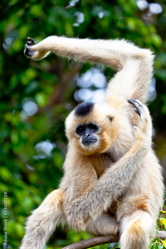 Gibbon of golden cheeks, Nomascus gabriellae Gibbon of golden cheeks, Nomascus gabriellae