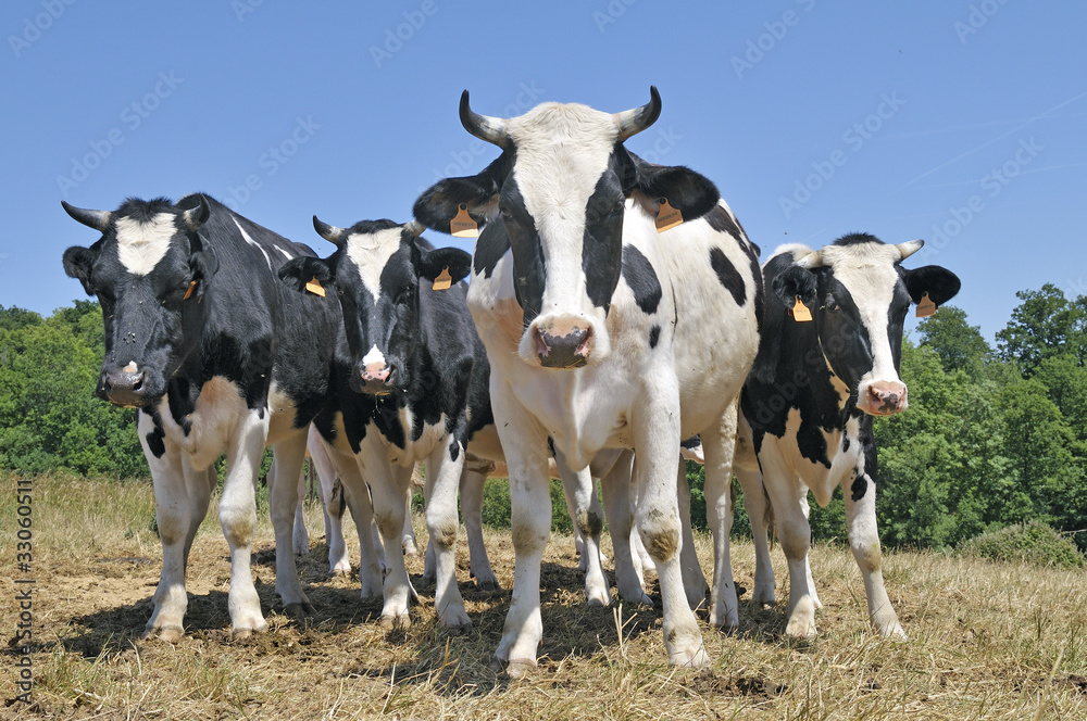 Vaches 