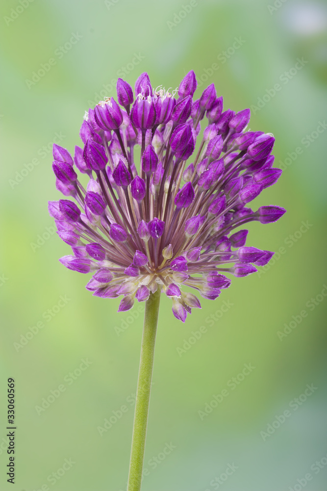 wild garlic on a background of green grass wild garlic on a background of green grass