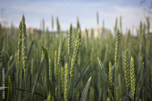 Organic green wheat