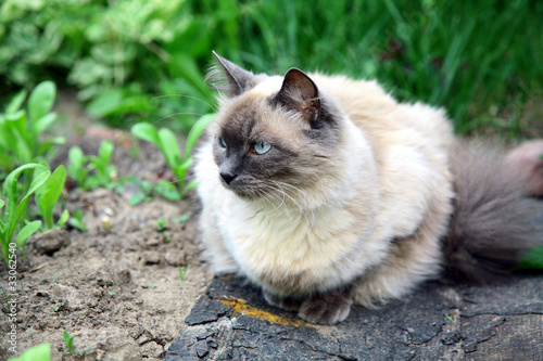 Beautiful balinese cat in the summer garden