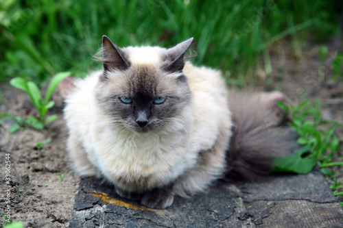 Beautiful balinese cat