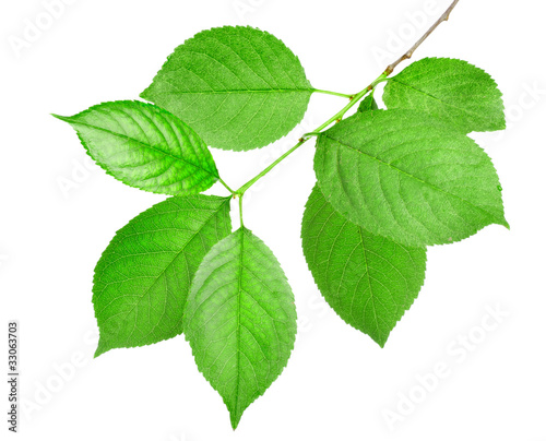 Branch of green leaves isolated