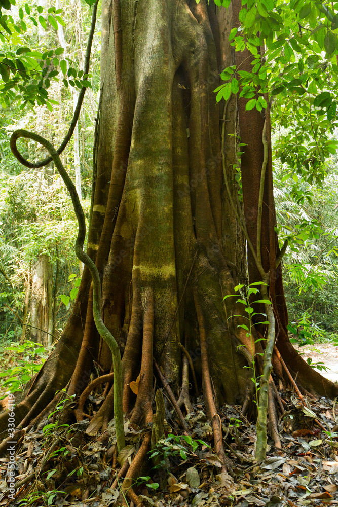 Fototapeta premium tropical big fig tree
