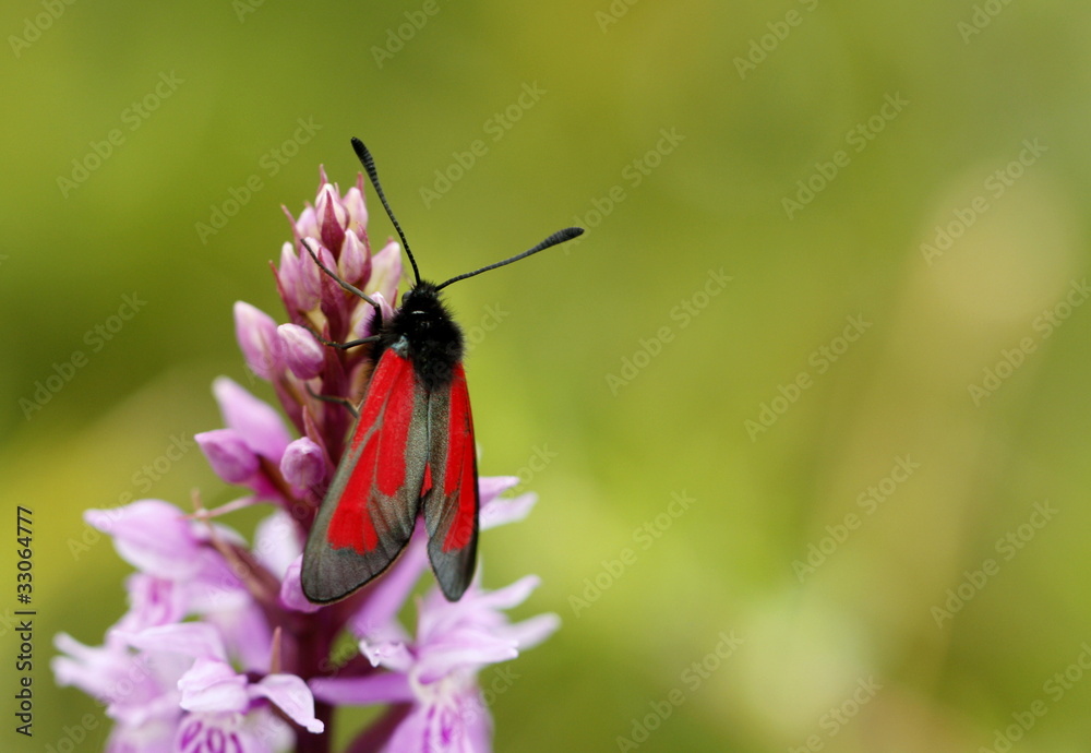 Widderchen Widderchen