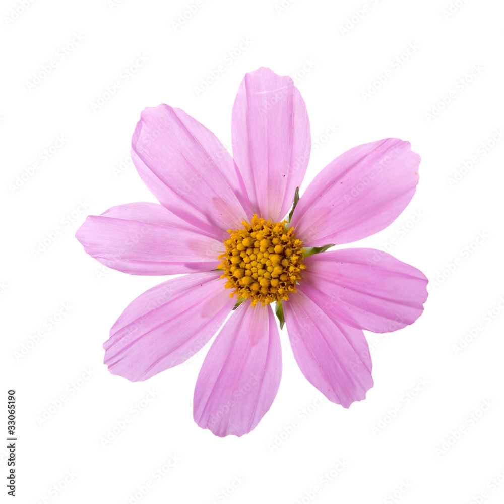 Pink flower Pink flower