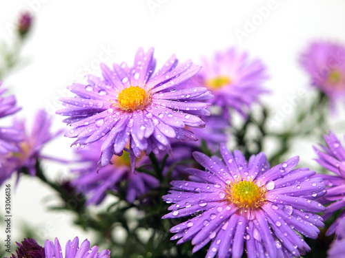 Aster flowers on the white background