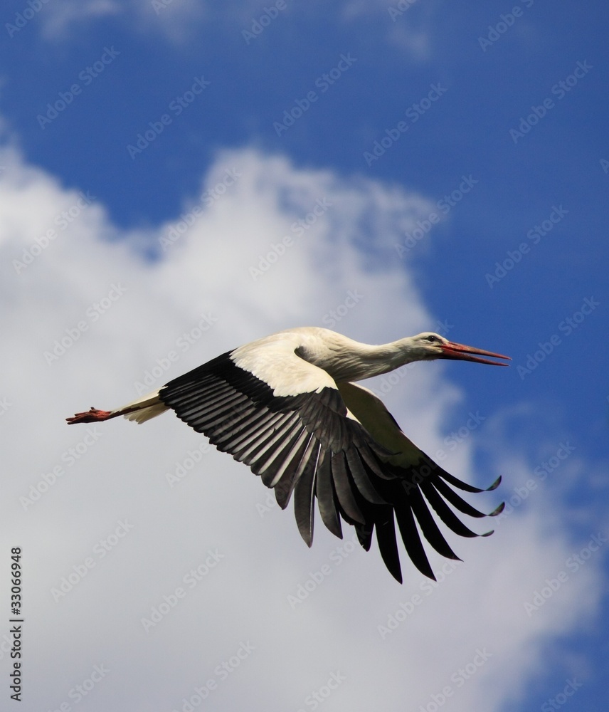Fototapeta premium Cigogne