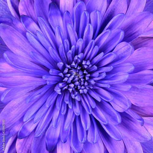 Blue Chrysanthemum Flower Head Closeup Detail