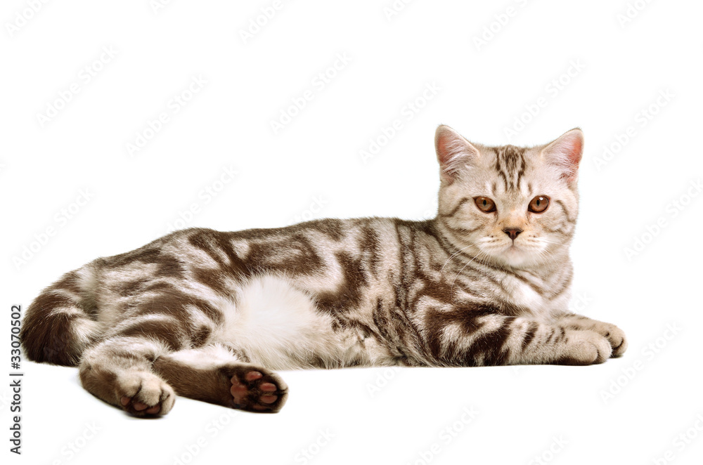 Scottish fold kitten lying agains white background