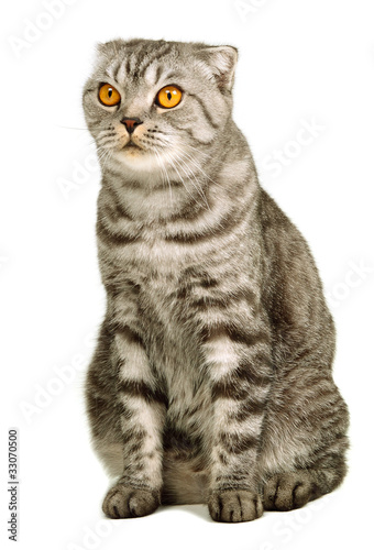 Scottish fold cat sitting against white background