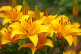 Beautiful yellow tiger lilies in the garden