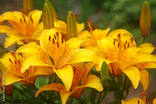 Fotografiet Beautiful yellow tiger lilies in the garden