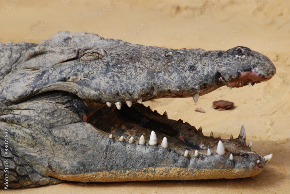 Obraz premium crocodile